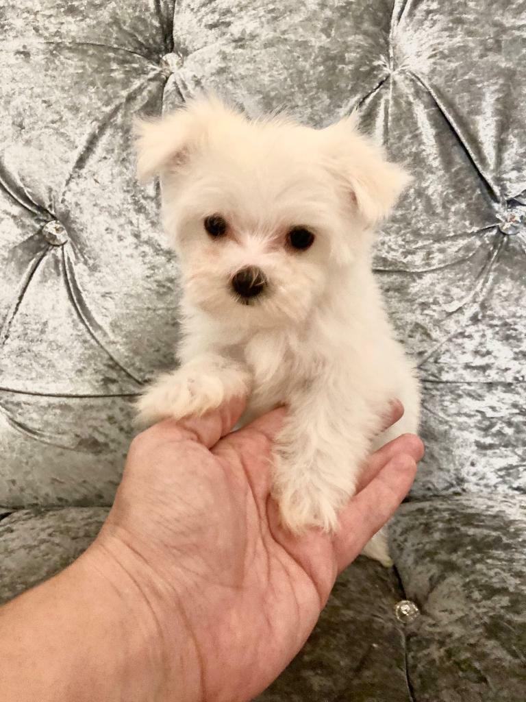 gumtree maltese